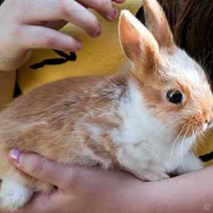 Sondaggio RSPCA rivela più del 50% di tutti i conigli da compagnia potrebbe essere soli