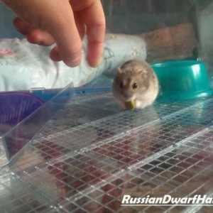 Russo foglio cura criceto nano - tutto il necessario