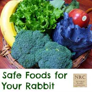 Alimenti sicuri per il vostro coniglio