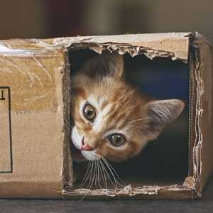 Il gatto di Schrödinger: che cos`è?