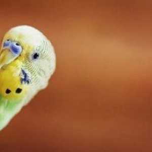 La selezione di giocattoli sicuri per il vostro uccello