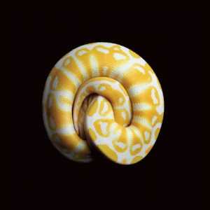 "Serpentine" celebra la bellezza del serpente