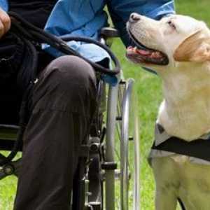 Serve coloro che servono: come i cani guerriero ferito stanno aiutando i veterani