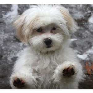 Shih-poo cucciolo grooming: come prendersi cura per il vostro cucciolo mix barboncino & rsquo…
