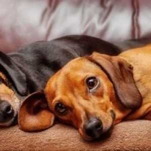 Dovrebbero coinquilini cane essere presenti per l`eutanasia?