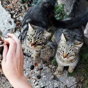 Dovrebbero gatti selvatici essere addomesticato?
