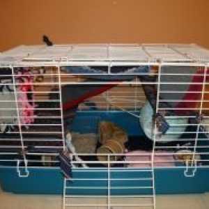 Semplici e facili modi per acquistare accessori una gabbia di ratto