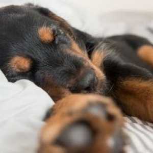 Comportamento del sonno dei cani