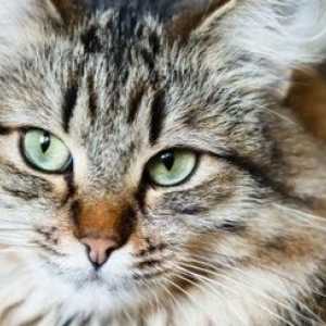 Gatti intelligenti: le idee dei nomi per i gatti intelligenti con personalità intelligenti