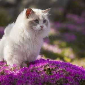 Spargimento Primavera: cosa fare quando il vostro gatto perde il mantello invernale