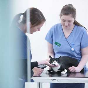 Stress sul pronto soccorso veterinario, va in entrambe le direzioni