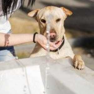 Summertime disidratazione e il vostro cane