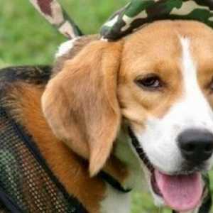 Sintomi, malattie e condizioni di cani beagle