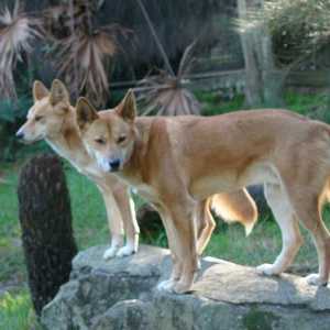 I dingo americani: che cosa è un cane carolina?