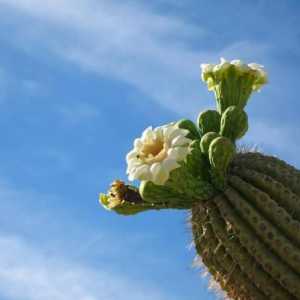 Il miglior cactus di crescere in casa