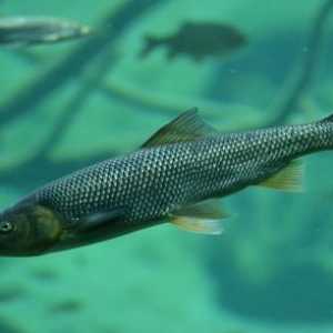 Le migliori razze di pesce che sopravviverà inverno in stagni all`aria aperta