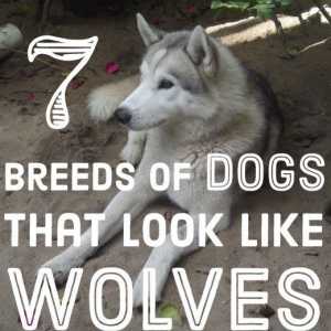 Le migliori sette cani che assomigliano a lupi