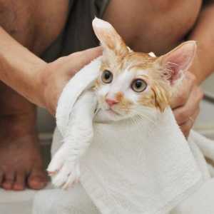 Le migliori shampoo per gatti