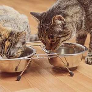 I pericoli di una dieta cruda per il vostro gatto