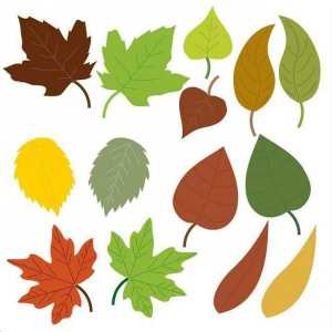 I diversi margini delle foglie ed i loro nomi