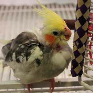 L`etica di tenere uccelli domestico / uccelli in gabbia