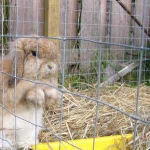 Il free-range coniglio all`aperto | mantenendo un coniglio dalla sua gabbia