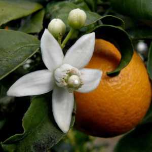 Le proprietà salutari di fiori d`arancio