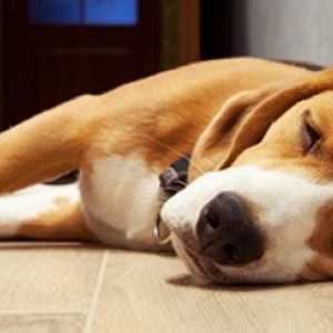 Il veterinario dissacrante | influenza cane