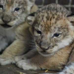 Cheetah cub e cucciolo diventano subito amici