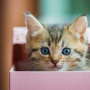 I nomi gattino più popolari del 2016