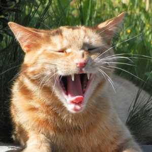La necessità di mantenere il vostro gatto & rsquo denti-s pulita