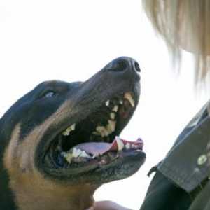 L ` “arresto di Lyme una campagna di salute” sta combattendo Lyme nei cani e…