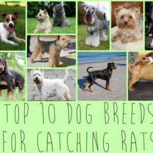 Top 10 razze canine ideale per catturare i topi