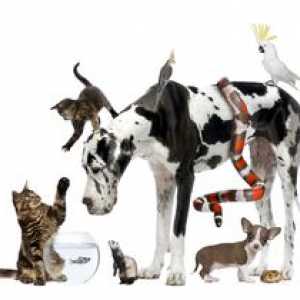 I 10 nomi di animali domestici più popolari del 2011