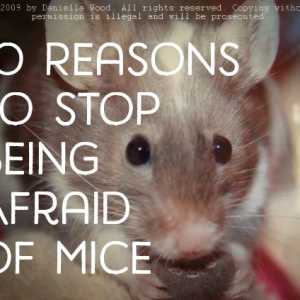 I 10 motivi per non aver paura dei topi!