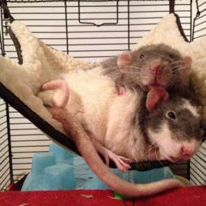 10 Ragioni per avere i ratti come un animale domestico