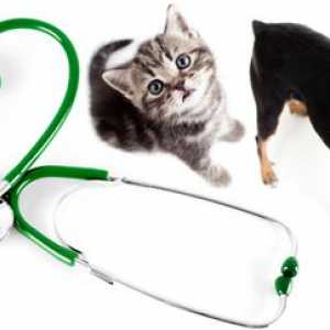 Top 5 passi per la scelta di un buon veterinario