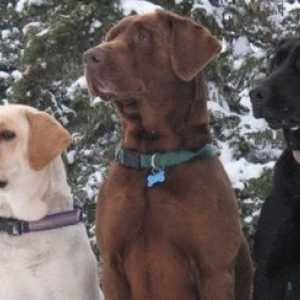 Top razze canine del 2014 - quali sono i cani più popolari