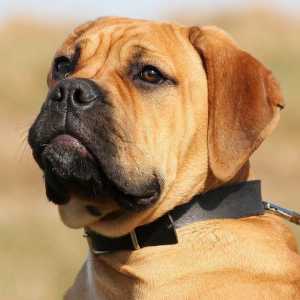 Nomi di cane difficili da Inghilterra per un bullmastiff