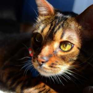 Toygers - gatti domestici tigre sono una razza esotica unica di animali da compagnia