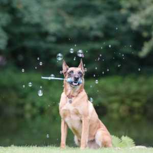 Addestrare il vostro cane: formazione marcatore (clicker training) nel condizionamento operante