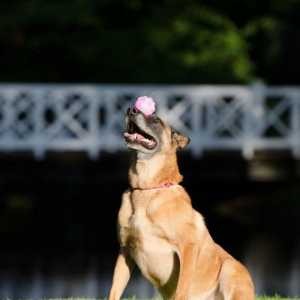 Addestrare il vostro cane: rinforzo positivo nel condizionamento operante
