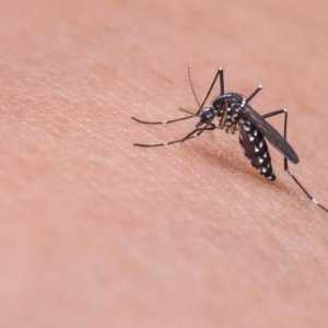 Trucchi per evitare le punture di zanzara