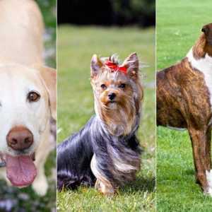 Curiosità: come ben sapete razze di cani?