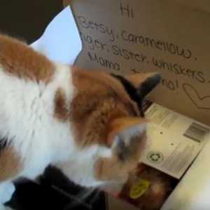 Provare con un meowbox divertimento volte gattino recensione del prodotto gatto