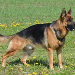 Tipi di pastori tedeschi: una guida varietà di cani