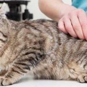 Raccomandazioni vaccino per il tuo gatto