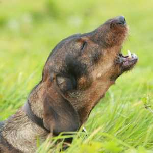 Veterinari professionisti scegliere i 5 razze canine più drammatici