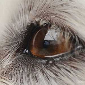 Lacrimazione degli occhi nei cani