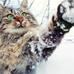 Modi per tenere i gatti esterni al sicuro in inverno